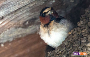 Nisqually Wildlife Refuge