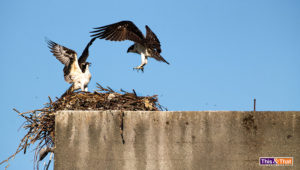 Osprey Feeding Her Young