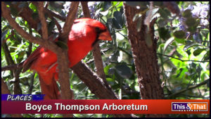 Arizona's Boyce Thompson Arboretum