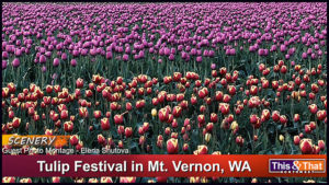 Tulip Festival Scenery