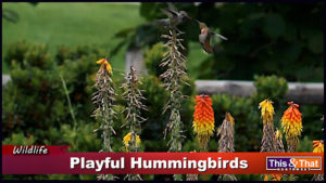 The Hummingbirds - 2