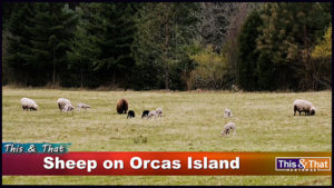 Sheep-on-Orcas-Island