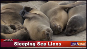 Sleeping Sea Lions in LaJolla, California