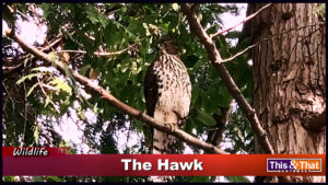 The Hawk in the University District