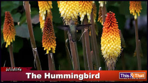 The Hummingbird_Redmond_Single