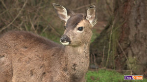 Roaming Deer in Anacortes, WA