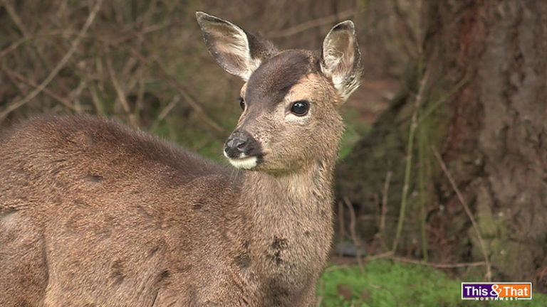 Roaming Deer in Anacortes, WA