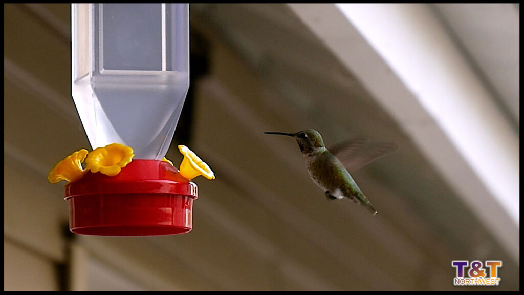 Pacific Northwest Hummingbirds