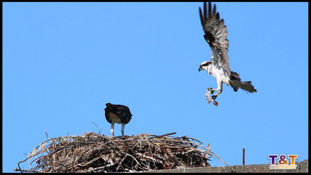 Osprey Feeding Her Young